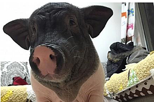 黯然销魂的动物打一个生肖(萌宠姿势黯然销魂的动物)