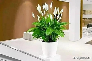 顺风顺水绿荫荫指的什么生肖(顺风顺水绿荫荫寓意万事顺风顺水)