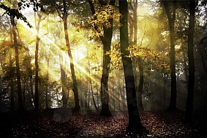 Ps修复调制高清阳光照射下的树林图片处理教程