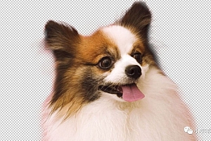 使用Photoshop通道工具抠出可爱狗狗图片的抠图教程