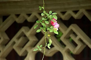 秋风萧瑟是什么生肖(秋风萧瑟洪波涌起的赏析)