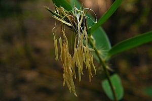 六六大顺竹开花猜一生肖(六六大顺竹开花的象征意义)