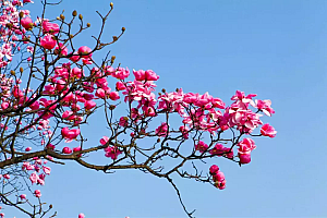 芳情乡思知多少,恼得山僧悔出家打一个生肖(芳情乡思知多少,恼得山僧悔出家诗词出处)