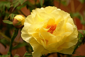 蓝天三月花艳红猜一个生肖(蓝天三月花艳红的故事由来)