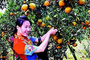 珠颗形容随日长,琼浆气味得霜成是什么生肖(珠颗形容随日长,琼浆气味得霜成古诗词赏析)