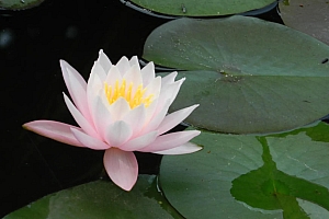 最新解释《人尽其才》指的什么生肖(人尽其才)打一生肖