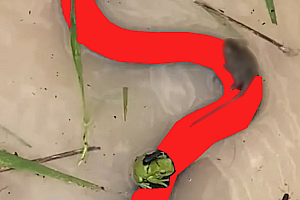 蛇鼠一窝乱糟糟猜一生肖(蛇鼠一窝乱糟糟的画面赏析)