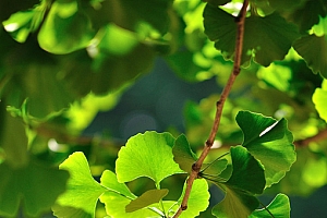 文言文翻译《今期二三生肖头,四暗狂奔草原上》打一个生肖(今期二三生肖头,四暗狂奔草原上)猜一生肖动物