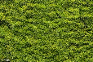 刚刚解释《绿树重阴盖四邻,青苔日厚自无尘》打一个生肖(绿树重阴盖四邻,青苔日厚自无尘)指的什么生肖