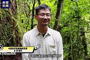 “中国第一高树”树龄380岁上下,仍处于健康生长阶段