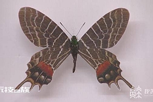 侯旭的昆虫世界:巧手塑造模型 呈现生物多样性之美