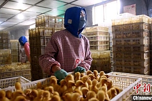 山东巨野:一只鸭“孵出”百亿产业链