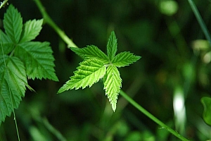 高清护眼植物绿叶壁纸