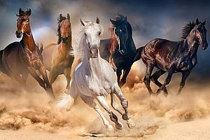 奔跑的骏马高清壁纸图片