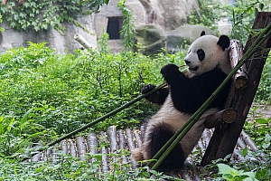 吃竹子的熊猫高清壁纸下载
