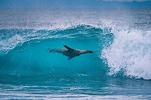 海浪里畅游的海狮高清壁纸图片