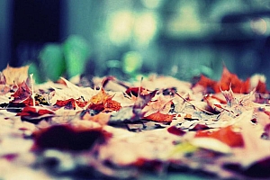 秋天地上的落叶唯美壁纸