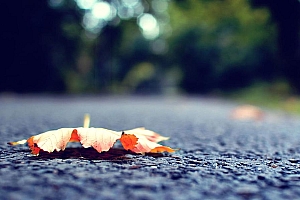 马路上的落叶秋天唯美桌面壁纸