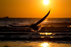 大海飞翔的海鸟高清唯美壁纸图片