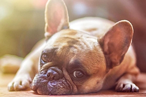 趴在地上的可爱狗狗电脑桌面壁纸