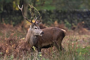 鹿图片壁纸高清图片下载