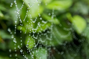 高清雨后蜘蛛网微距摄影图片壁纸