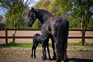 黑棕色的高清骏马图片壁纸