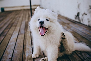 白色可爱呆萌的小狗图片壁纸大全