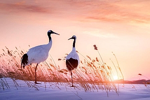 落日下白鹤图片高清壁纸