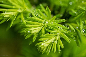 绿叶水珠绿色护眼桌面壁纸