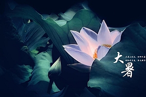 二十四节气大暑荷花背景壁纸图片