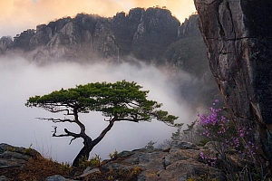 高山上的大树的自然风景桌面壁纸