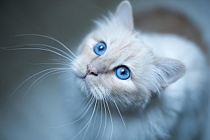精选可爱的白色猫咪图片壁纸