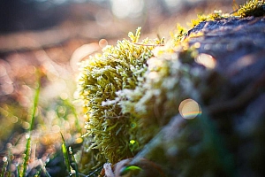 朦胧唯美高清植物图片壁纸