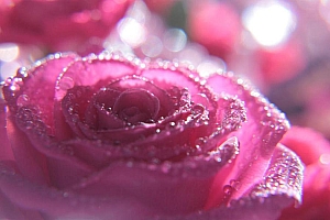 水滴粉红色玫瑰花桌面壁纸