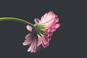 清新花朵唯美图片壁纸