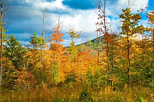 秋天黄树叶风景图片
