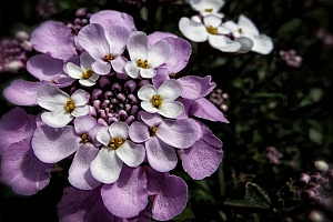 花型别致的一簇花朵图片壁纸桌面