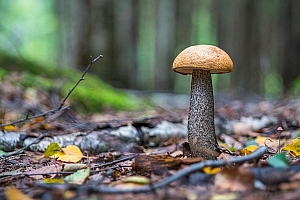 森林中漂亮的蘑菇素材图片大全