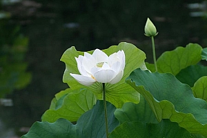 美丽的池塘洁白睡莲高清桌面壁纸