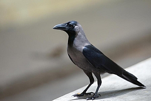 一只漆黑羽毛的乌鸦高清图片下载