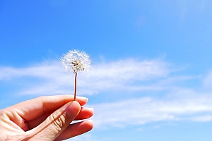 蓝天背景手中的蒲公英图片桌面壁纸