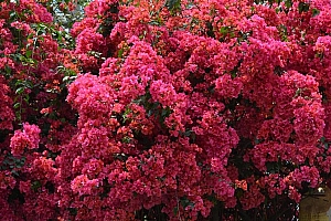 高清好看唯美的三角梅图片电脑桌面壁纸