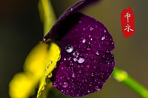 节气雨水唯美电脑桌面壁纸