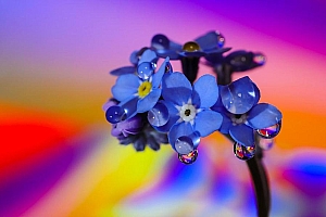 勿忘我唯美电脑桌面壁纸