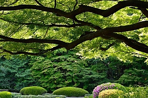 高清东京公园风景图片电脑桌面壁纸