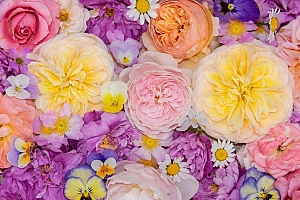 漂亮的花朵背景电脑桌面壁纸