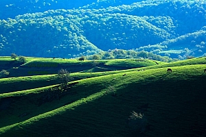 绿绿的草原高清风景桌面壁纸