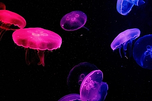 好看的水母图片电脑桌面壁纸