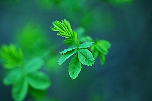 高清高清养眼绿色电脑桌面壁纸